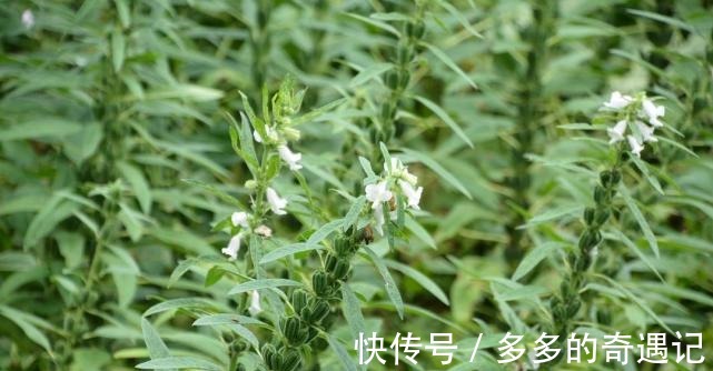 瘦肉汤|南方吃种子,北方却把叶子当成极品野菜!