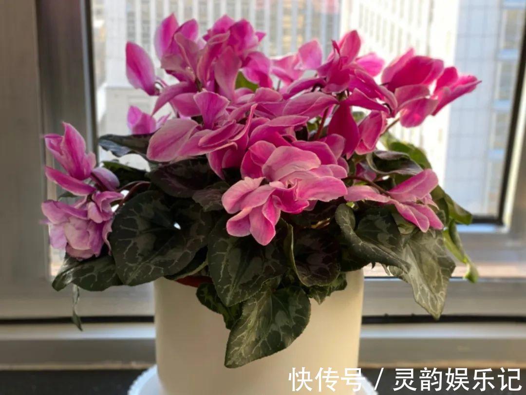 干枯|6种花一天不浇水,叶子就耷拉,缺水3天就死翘!