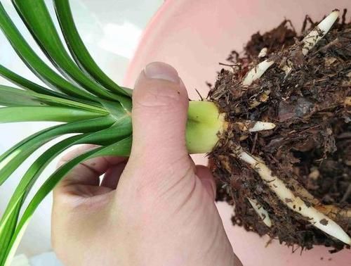 小苗|天暖以后，适合繁殖君子兰，学会3招，90天变成君子兰大户