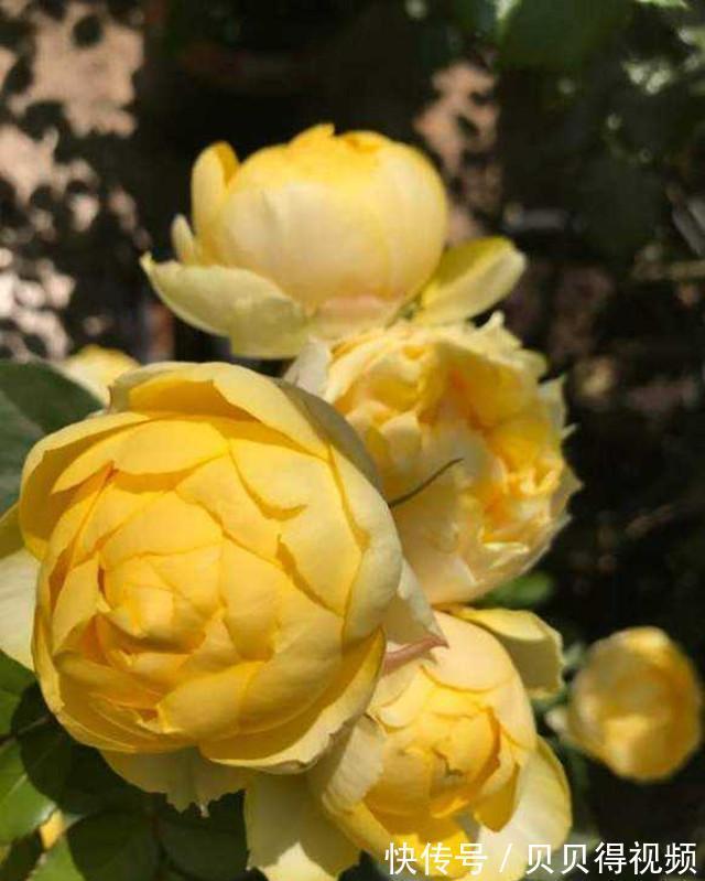 此几种月季不种就亏了,花量大花期长,抗病性还强