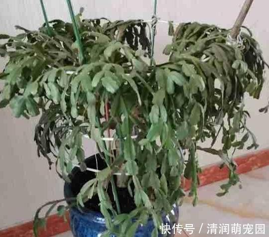 浇水|养蟹爪兰,这么浇水不仅不会死,反而开花越来越多