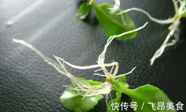 长寿花二十块一盆别花冤枉钱,这么一搞满阳台都是!