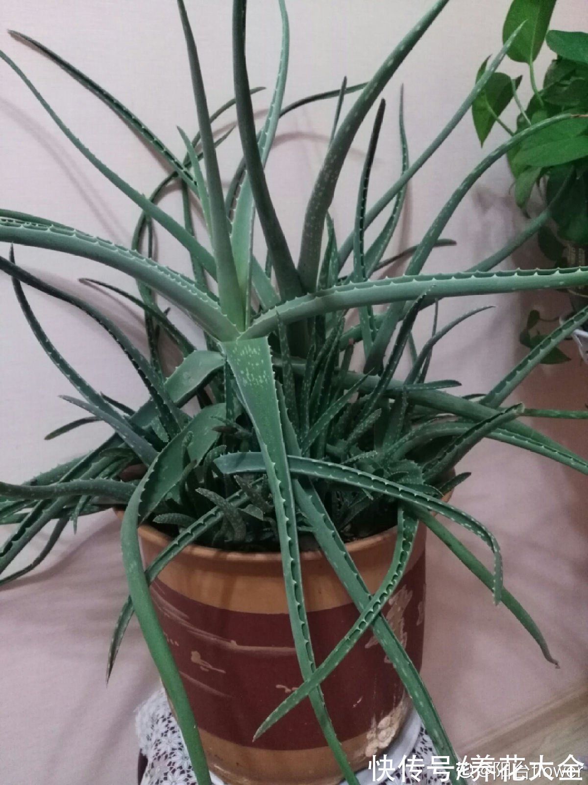 涂抹|喜欢养花的女人,最好养盆芦荟,美容养生特别养人