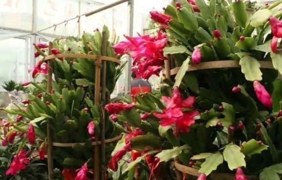 第一次养花没经验牢记''4个重点''，植物蹭蹭长、不生病