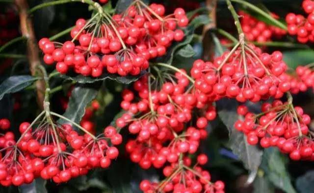 客厅|这些盆栽水果,巴掌大一棵能结上百个,客厅放一盆,馋的直流口水