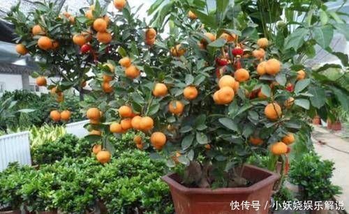 这4种“吉祥花”寓意富贵,养了就是赚了,家里人都受益