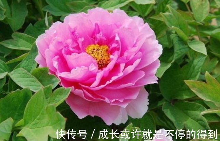 4种花自带财运，耐寒易打理，花美色艳，花儿轻松开爆盆