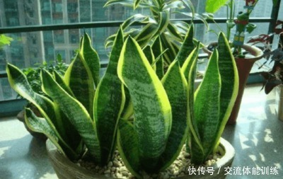 1种花每年开180天,叶子“剁碎”撒盆里,开花比牡丹还大气!