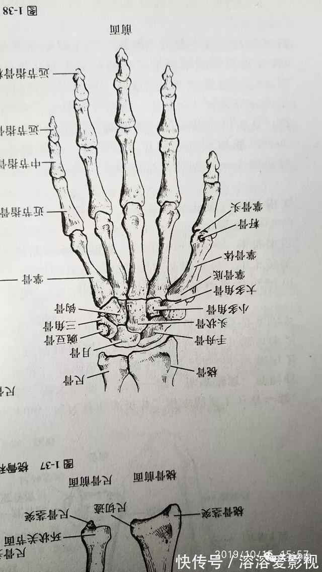 掌骨|合谷穴的位置，你可能找错了！美颜、抗衰老第一穴——合谷穴