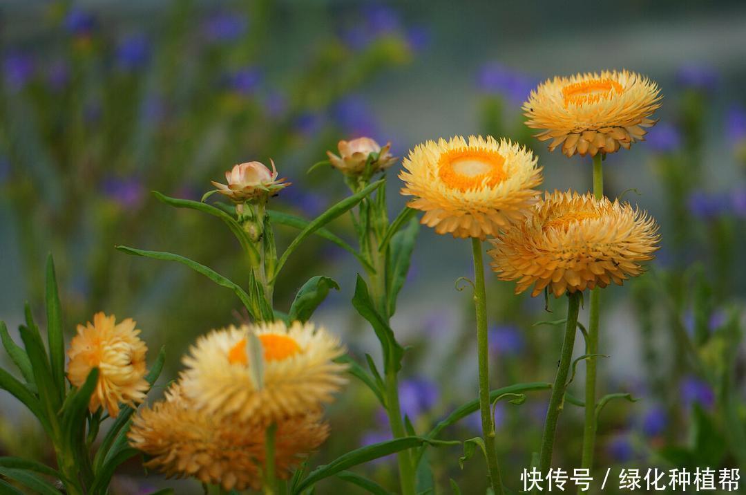 麦秆菊:美容养颜效果好,是自然界恩赐的天然“工艺品”