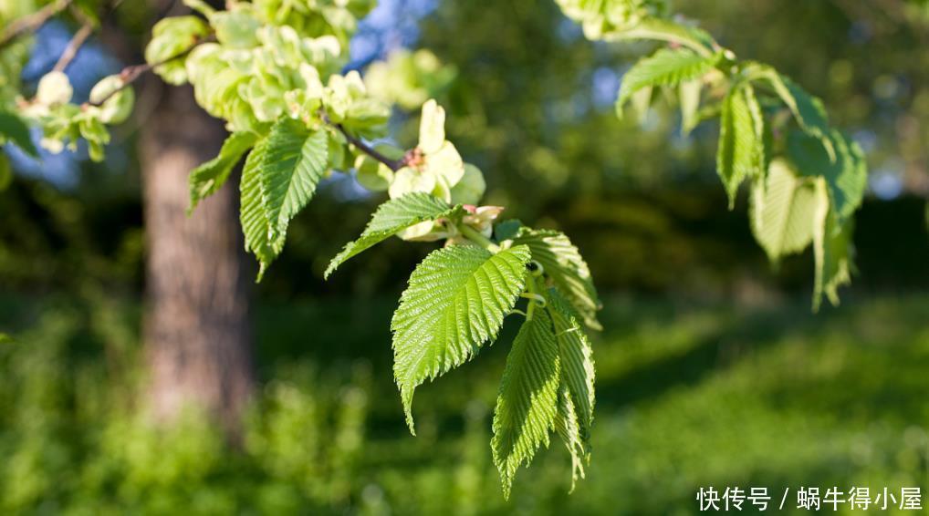 冬天|冬天养花一定要保暖,这4种花冬天就怕这些问题,一不小心就枯黄