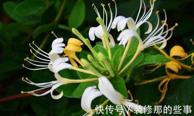 命里“多金”的5种花，寓意好又贵气，家里养一盆，带来好运气