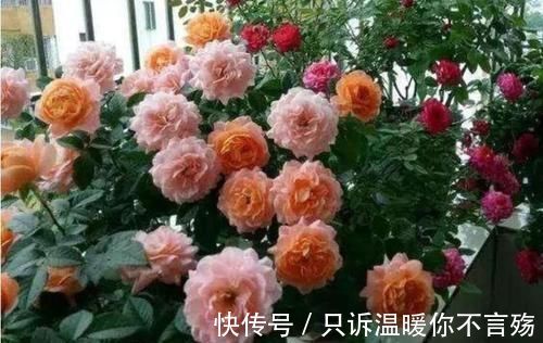 阳台上|4种花很好养,栽土里就活,懒人新手都能养,花开精致小巧