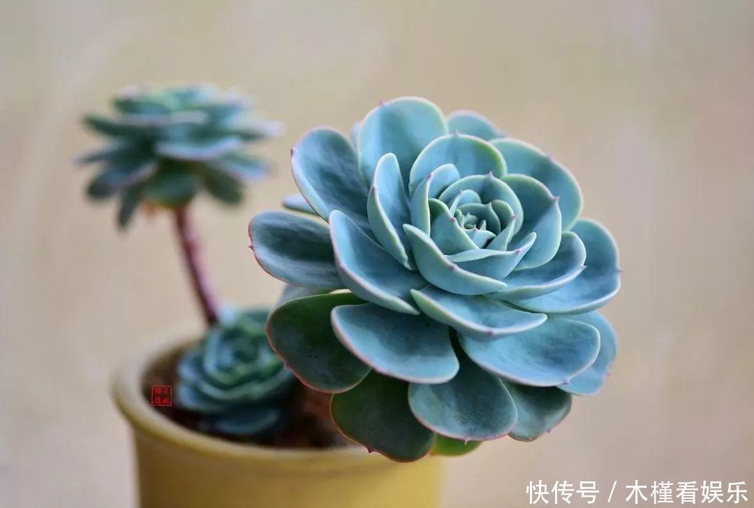 蓝鸟|碰上这种多肉,直接分株吧,毕竟是圈里出名的叶插老大难!