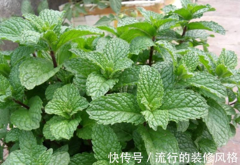 缺铁性黄叶|5种花又香又美,家里摆十盆都不嫌多,对身心健康有帮助