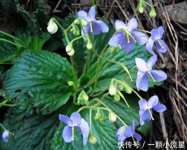  杂草|农村石缝里求生的野草，花开似蝴蝶，农民当杂草，殊不知价值珍贵