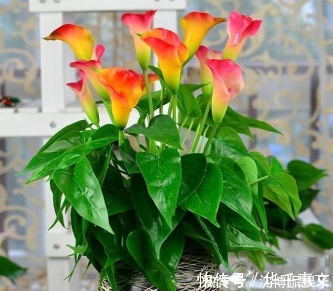 漂亮|漂亮又好养的4种花，越养越旺，随便养都开花不断，开花一簇簇！