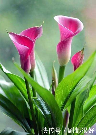 温度|马蹄莲开花神似马蹄,将温度、光照这几点做好,开花有精神