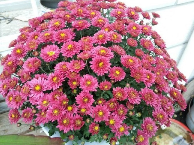 喜欢菊花,不如养盆“稀世名菊”,似燕舞莺歌,色泽艳丽,美爆了