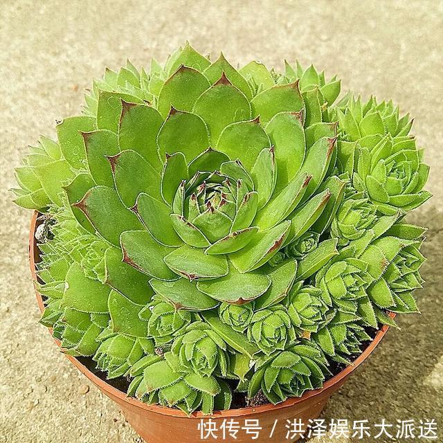 浇水|多肉观音莲在夏季换盆不生根几个小妙招,蹭蹭生根快易爆盆