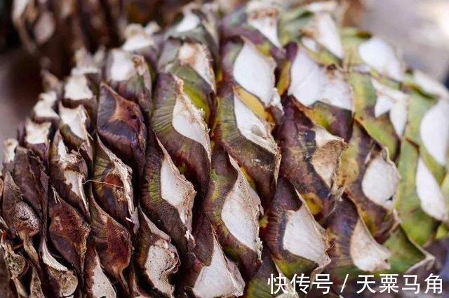 它是墨西哥人的宝贝,8年成熟一次,一个上百斤,加工后卖350万