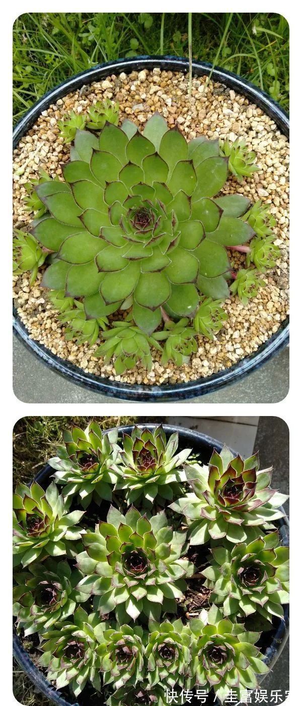 一直都养不活花，直到遇见了多肉！只要用心，就能变美！