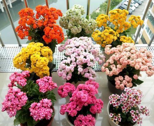 养了很多年的长寿花,它叫什么名字?