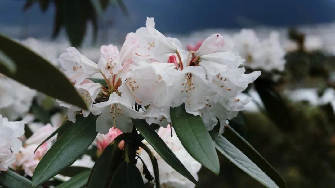 来林芝赏绝美的高山杜鹃花~赶紧带上相机去拍大片吧！