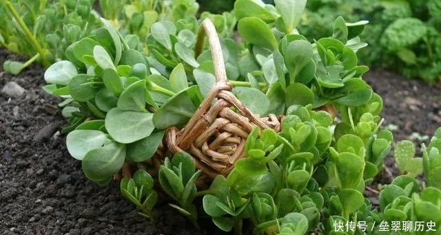种植马齿苋|农村遍地都是的马齿苋,为啥功效这么大?老农:现在都人工种植!