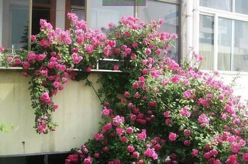 生病|5种月季花，号称开花机器，几乎不生病，新手也会养