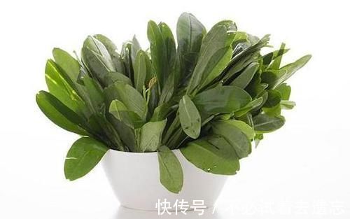 野菜|农村田里的“人参菜”,堪称“土宝贝”,根茎价值都高,一斤卖30