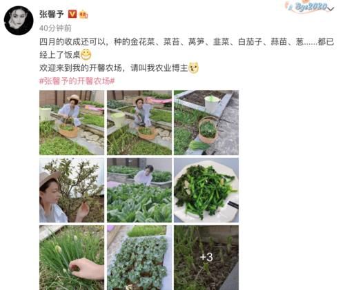 张馨予晒收割照，去年在院子里种的菜大丰收，自称农业博主