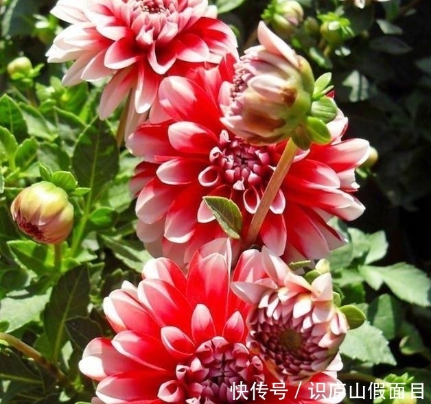 超漂亮的4种花,养在家里超合适,长势好花色艳,开花停不下来