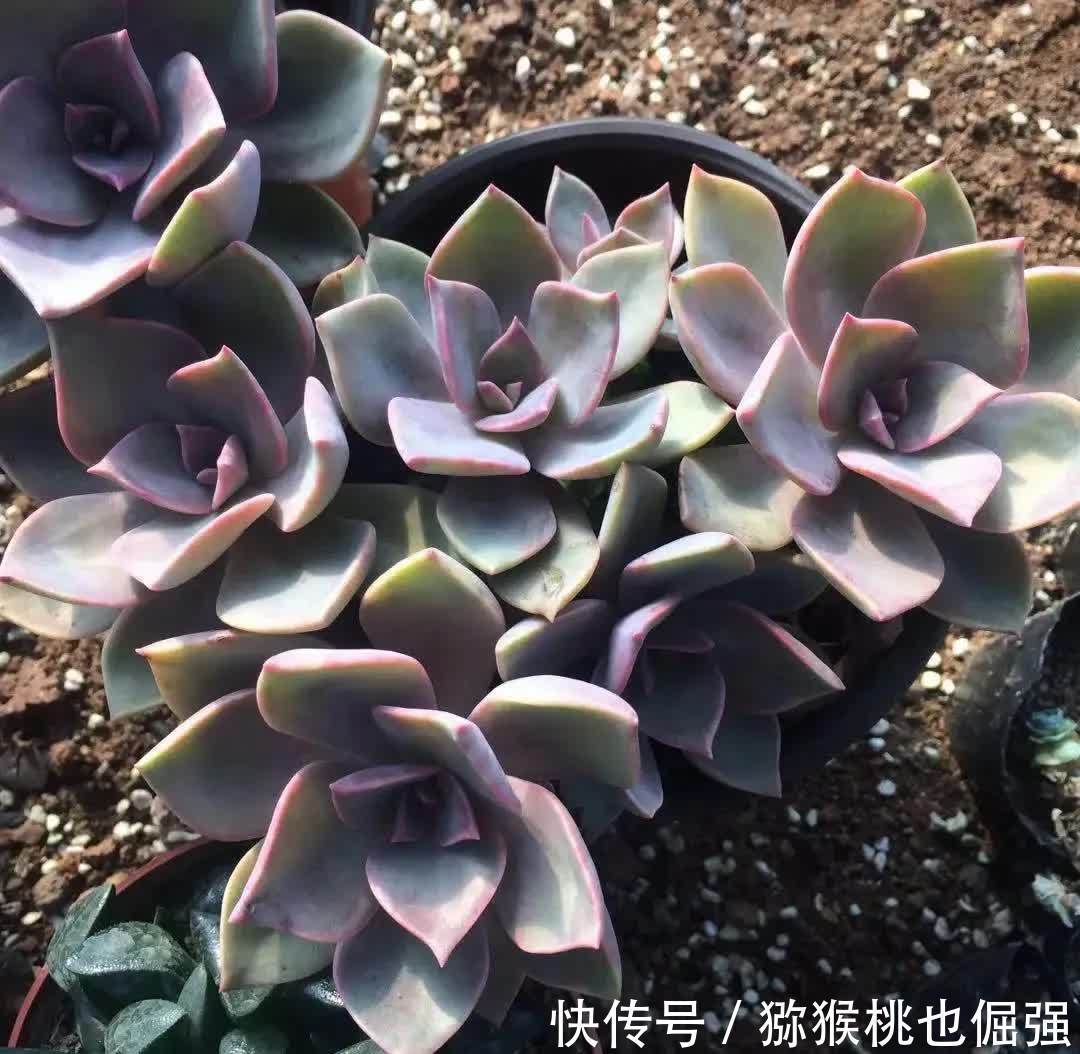 多肉太妃糖和初恋很相似，不仔细区分让人笑话，假花友容易入坑