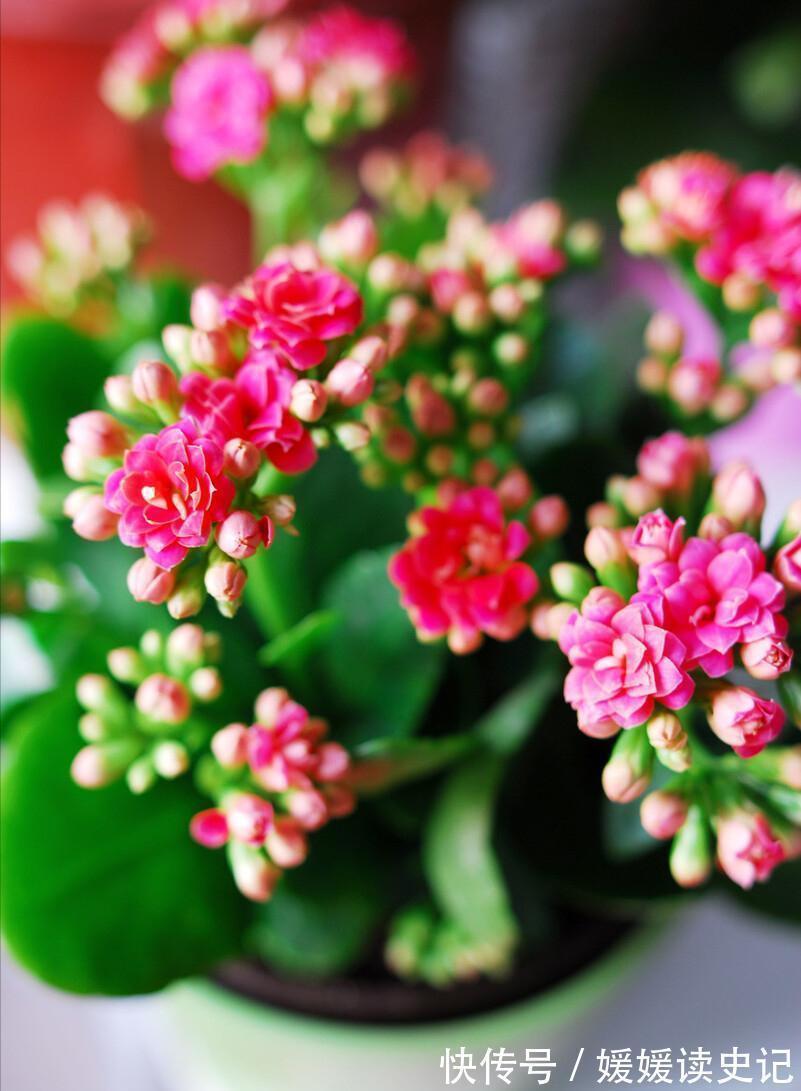 10种“旺运花”,家里至少养一盆,漂亮吉祥还“养人”