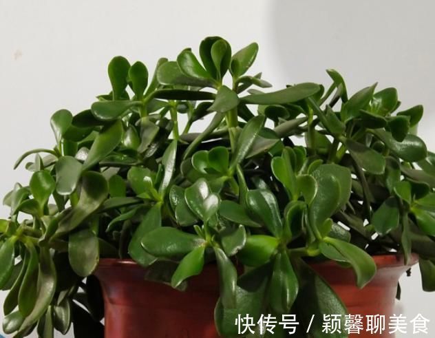 家里有6种花，赶紧擦点啤酒，保管长得绿油油，效果比施肥还好