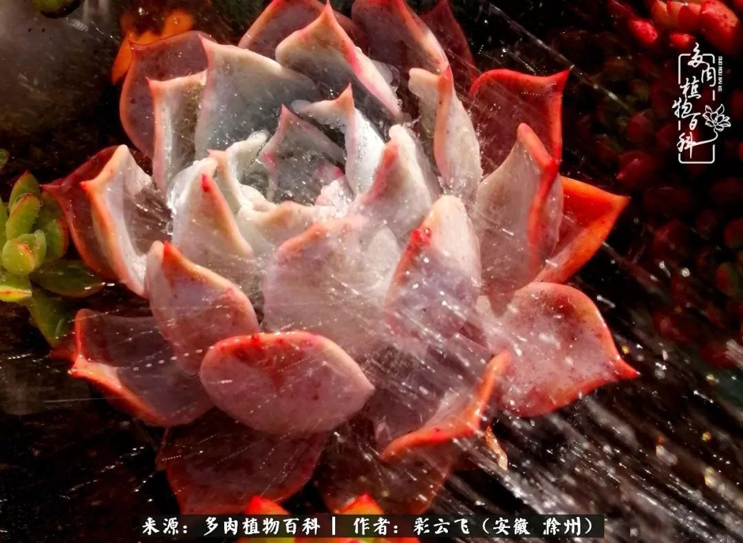 浇水后的多肉,照片秒变“照骗”!却被“骗”得很开心!
