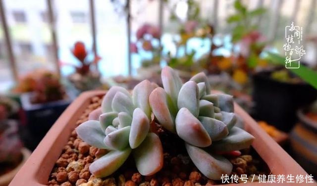 冬季，属于多肉的季节！养多肉的你喜欢冬天吗！