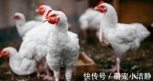 球虫病|都说球虫病是鸡场的吸血鬼,掌握这六点从此不再怕!