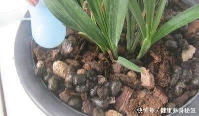 兰花配点“黑豆豆”,一年到头不施肥,叶子贼油绿,花剑嗖嗖冒!