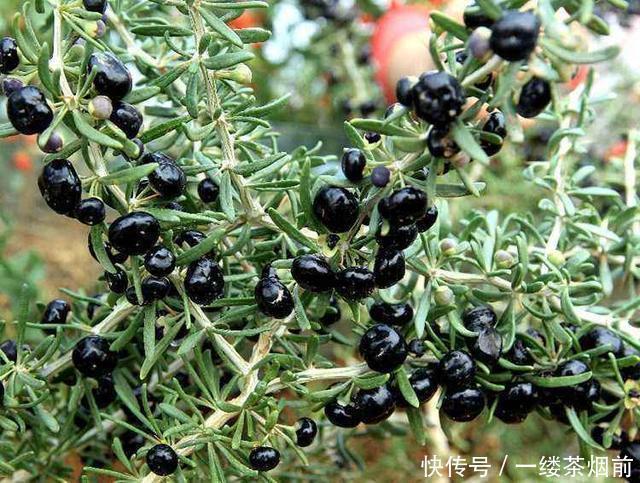 染发剂|白头发的“天敌”找到了,30岁后要常吃,延缓衰老,少长白头发