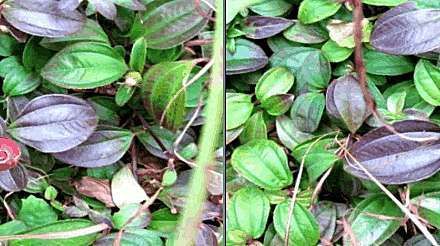 農村人都在吃的野菜，用于感冒，咳嗽，胃痛，腹脹，神經性頭痛