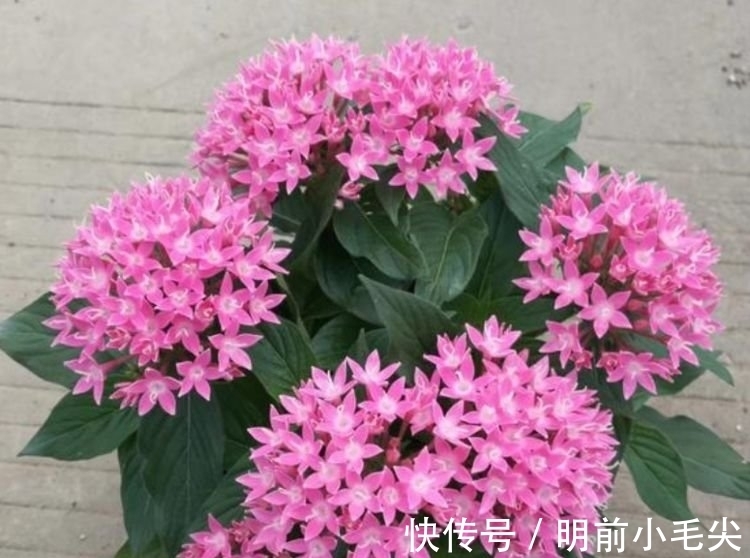 茉莉花|4种“懒人”盆栽花，浇水就疯长，开花漂亮上档次！