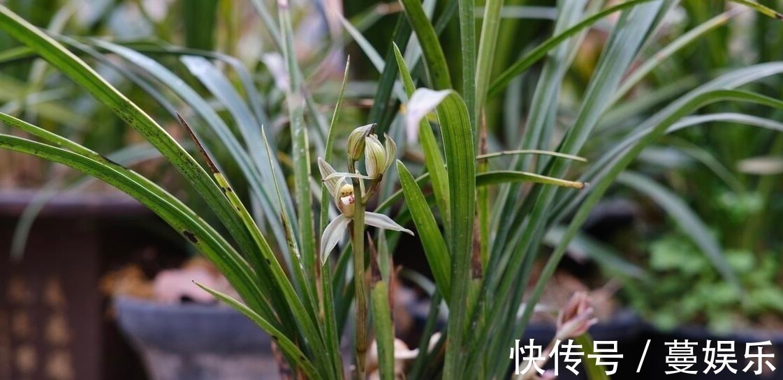 服盆|兰花翻盆:两花不翻、两水不浇、两肥不施,你做对了吗