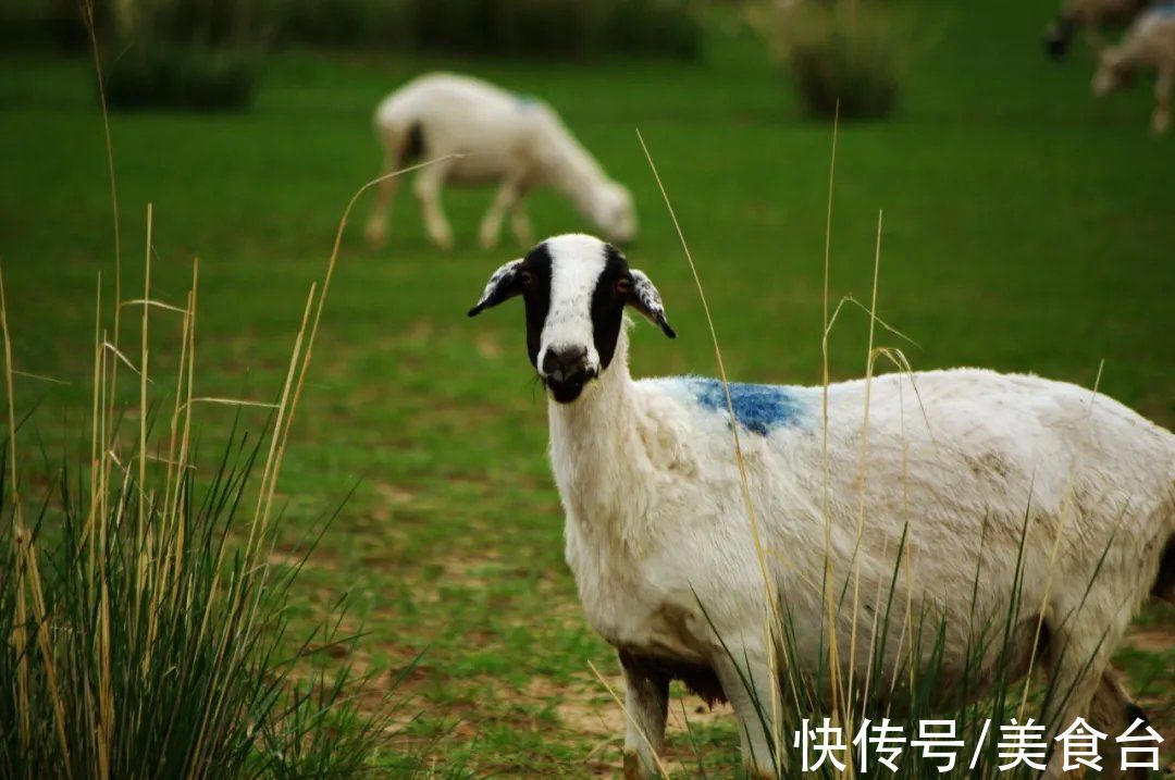 内蒙|吃肉爱好者的盛宴，一顿吃掉两千头羊