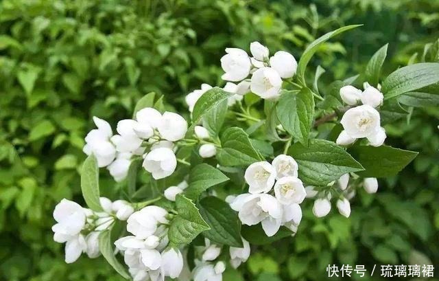 2种生命力顽强的花,一根枝条就是一盆,这个夏天还能开花!