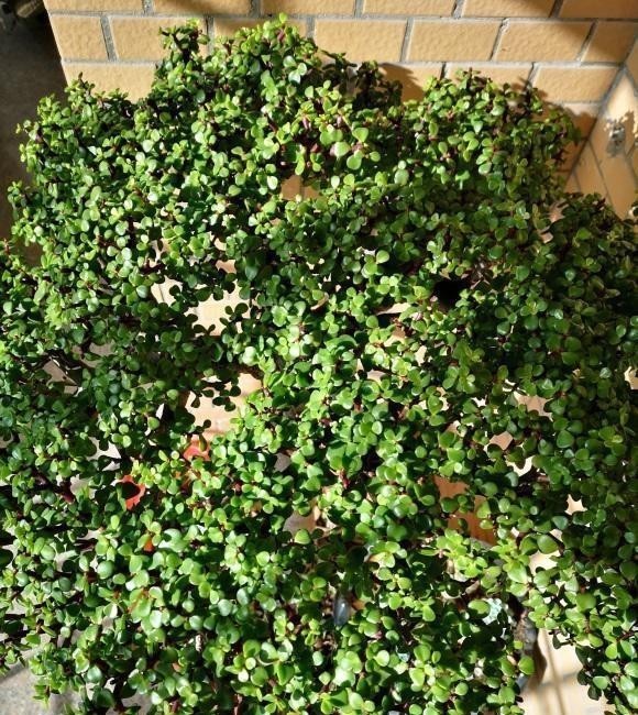 变异的雅乐|金枝玉叶药锦,变成“雅乐之舞”,学会分辨真假,以防吃亏