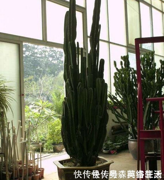 这4种“绿植”,穷就更要买,在客厅养一盆,慢慢“白手起家”!