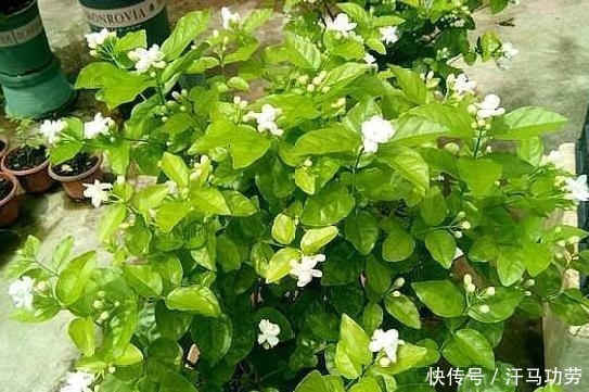 发黄|养茉莉花，莫“偷懒”，稍微不注意，僵苗不生长