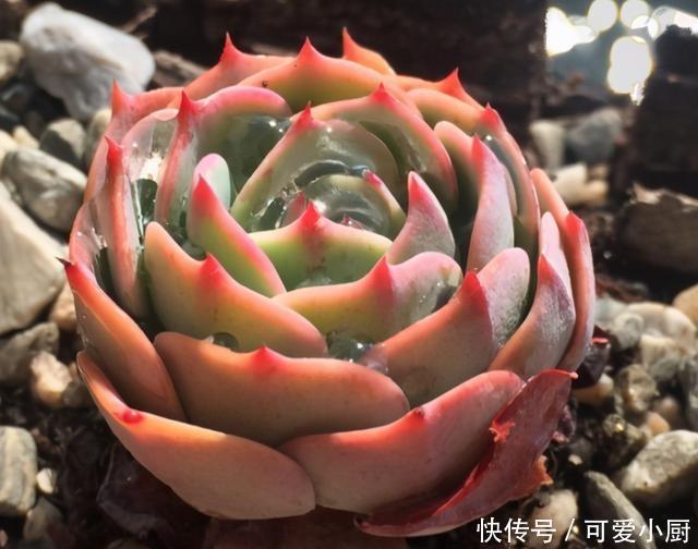 浇水|喜欢养多肉,应该挑战一下玉蝶,可以控出这状态,不得不佩服